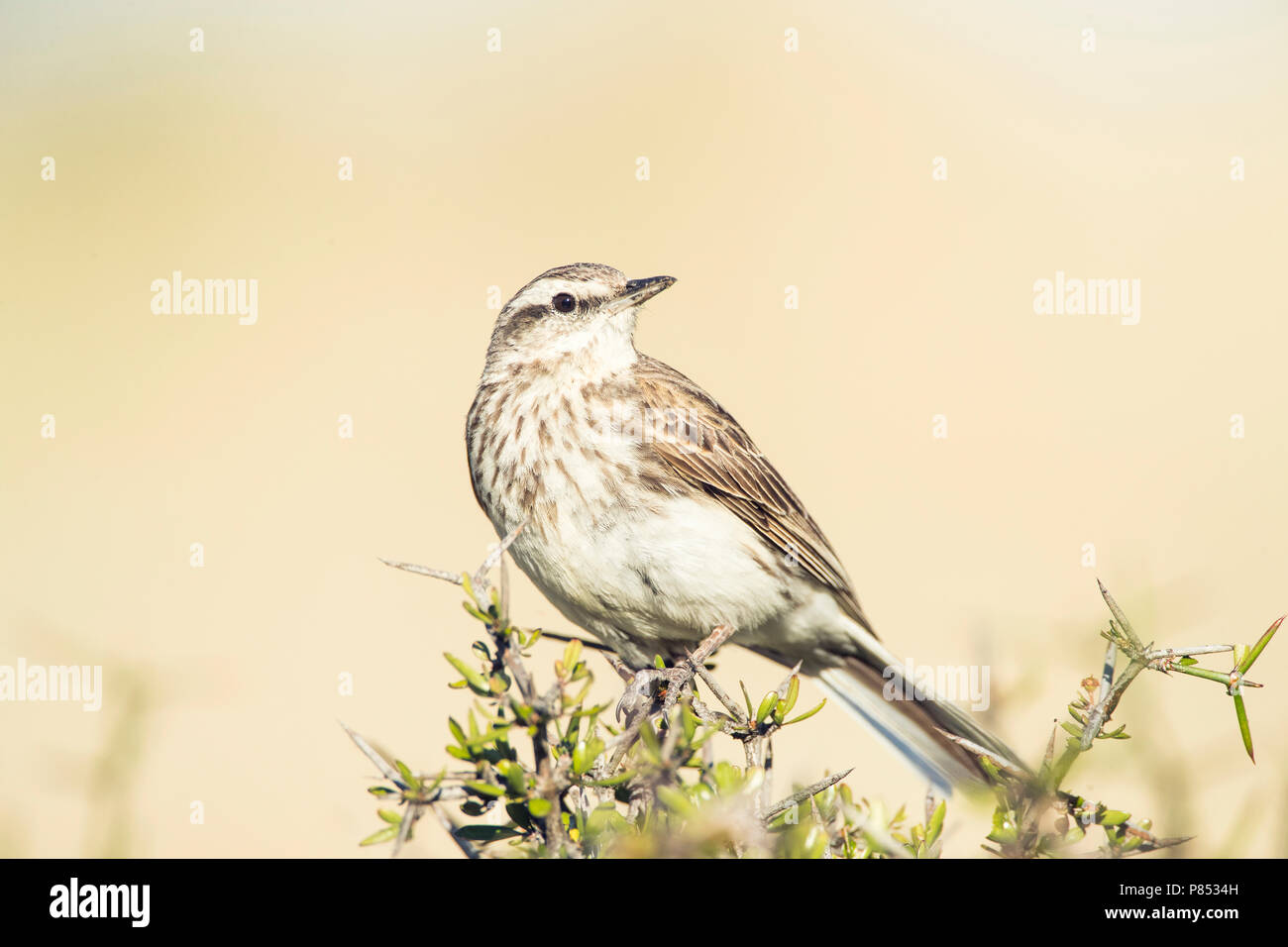 La NOUVELLE ZELANDE Sprague (Anthus novaeseelandiae) perché sur un buisson sur l'île du Sud, Nouvelle-Zélande. Banque D'Images