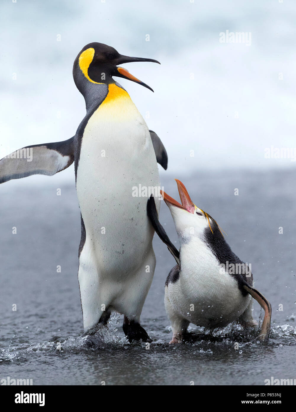 Manchot royal (Eudyptes schlegeli) combat avec King Pinguin sur îles Macquarie, Australie Banque D'Images