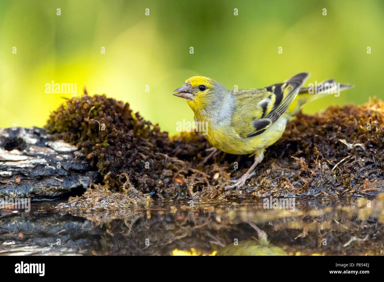Venturon montagnard (Serinus citrinella) en espagnol pré-Pyrénées au cours de l'été. Banque D'Images