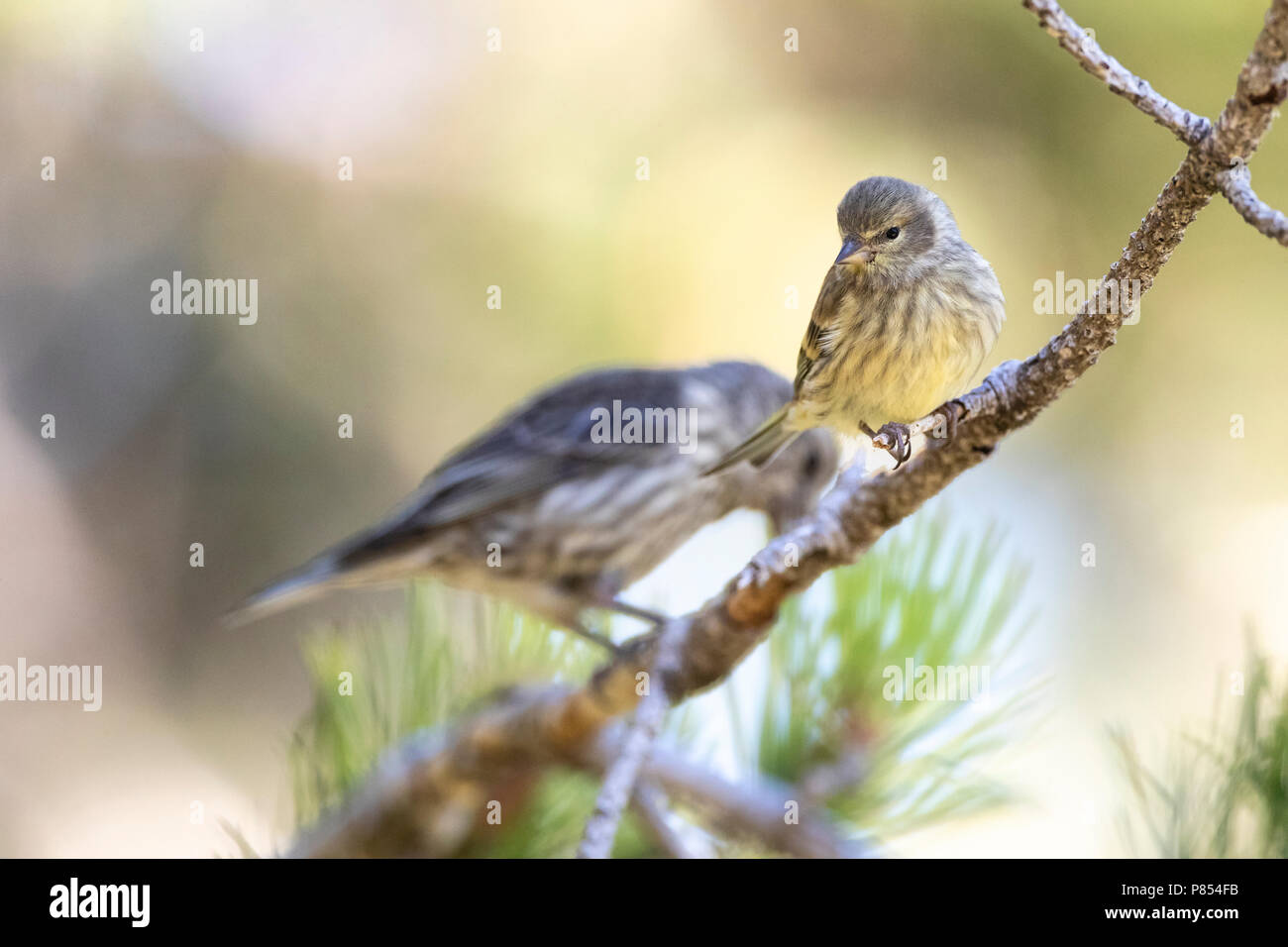 Venturon montagnard (Serinus citrinella) en espagnol pré-Pyrénées au cours de l'été. Banque D'Images