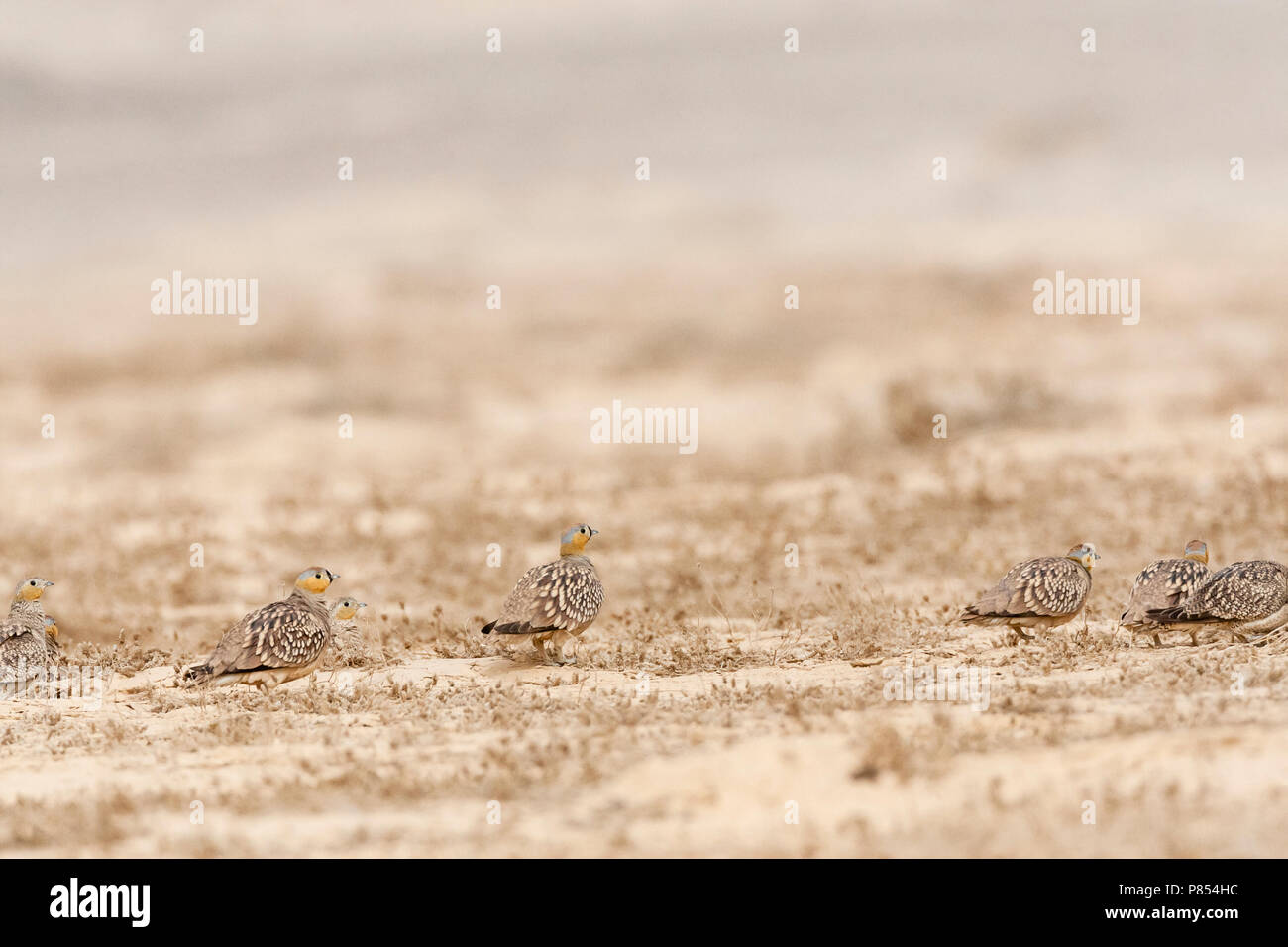 (Sandgrouses couronné Pterocles coronatus) dans le désert du Néguev, Israël Banque D'Images