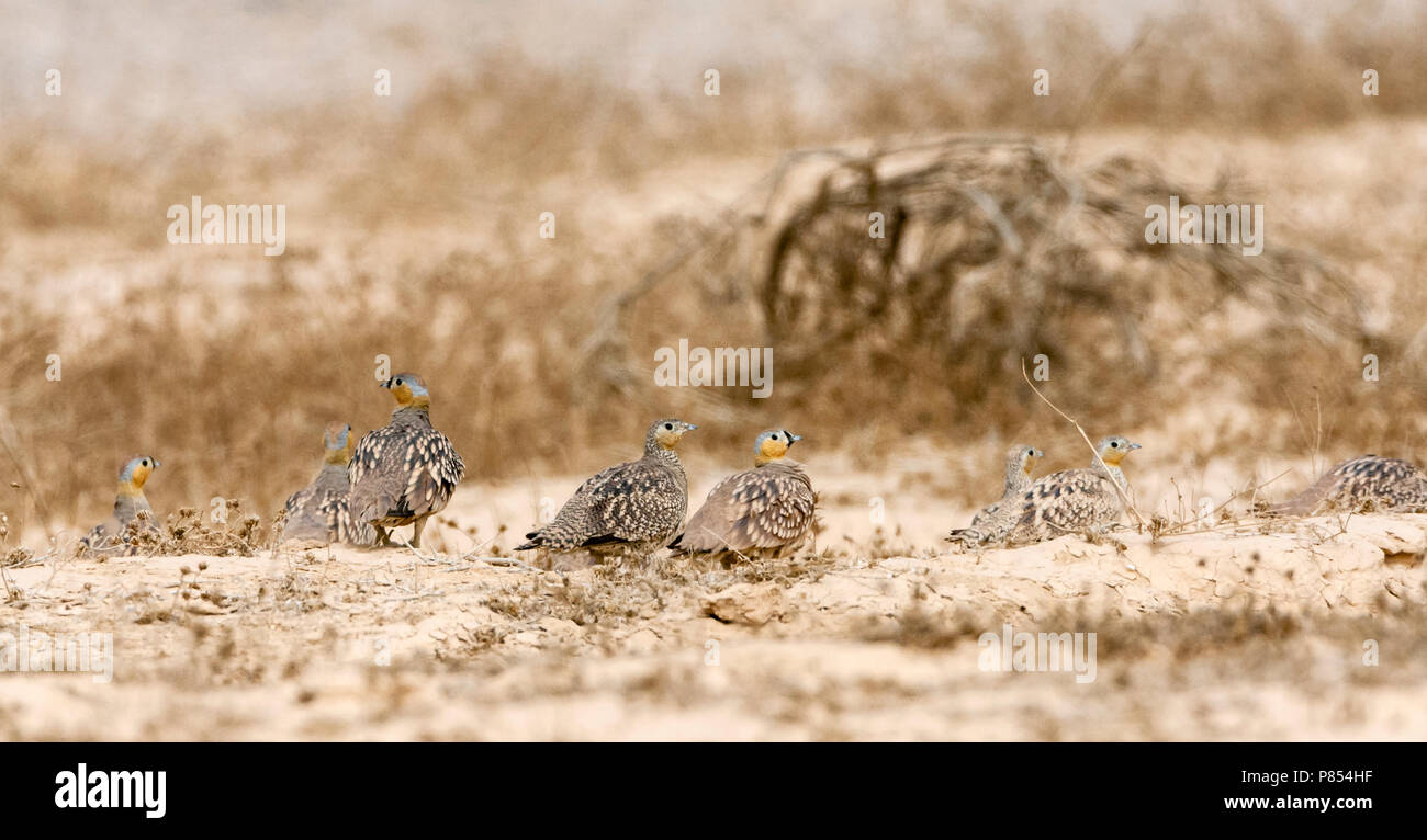 (Sandgrouses couronné Pterocles coronatus) dans le désert du Néguev, Israël Banque D'Images