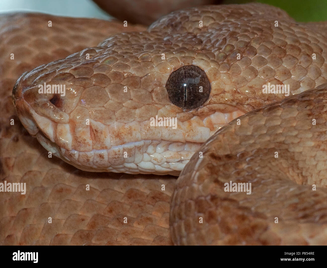 Tuinboa, Jardin Tree Boa, Corallus hortulanus Banque D'Images