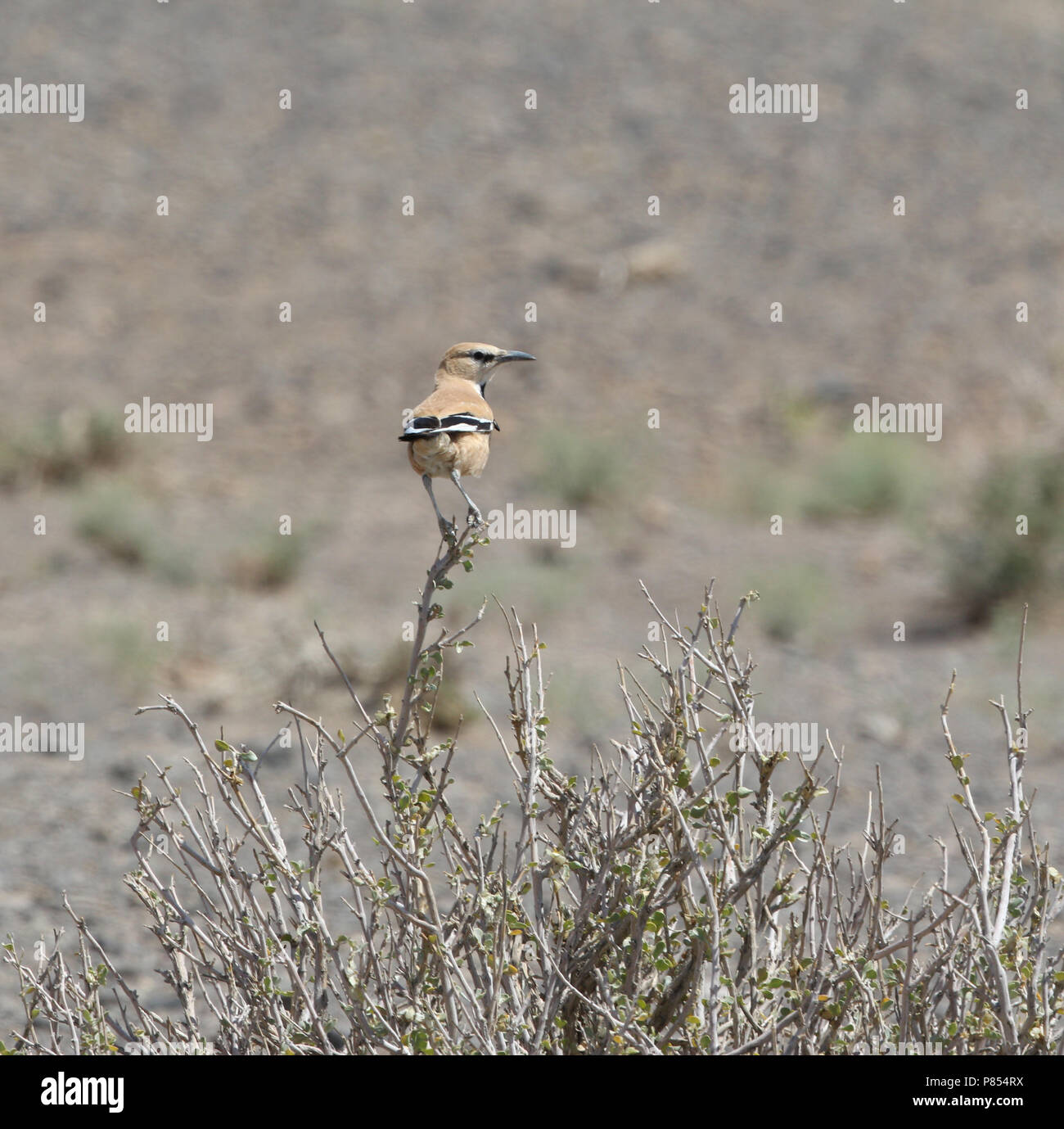 Ground-Jay Perzische Steppegaai, iranien, Podoces pleskei Banque D'Images