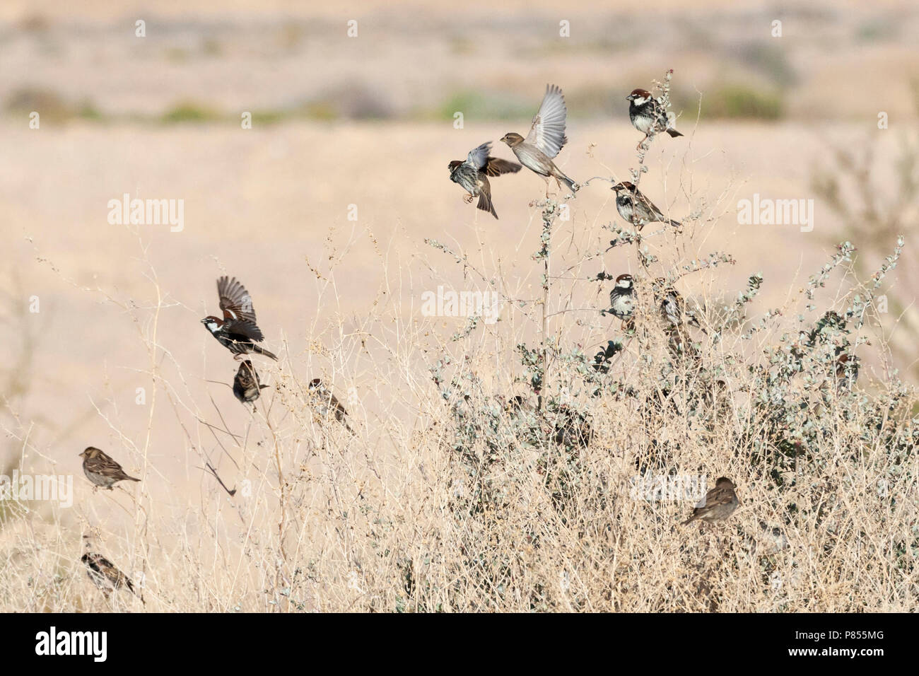 Volée de moineaux espagnols (Passer hispaniolensis) durant la migration de printemps dans le sud du Néguev, en Israël. Banque D'Images