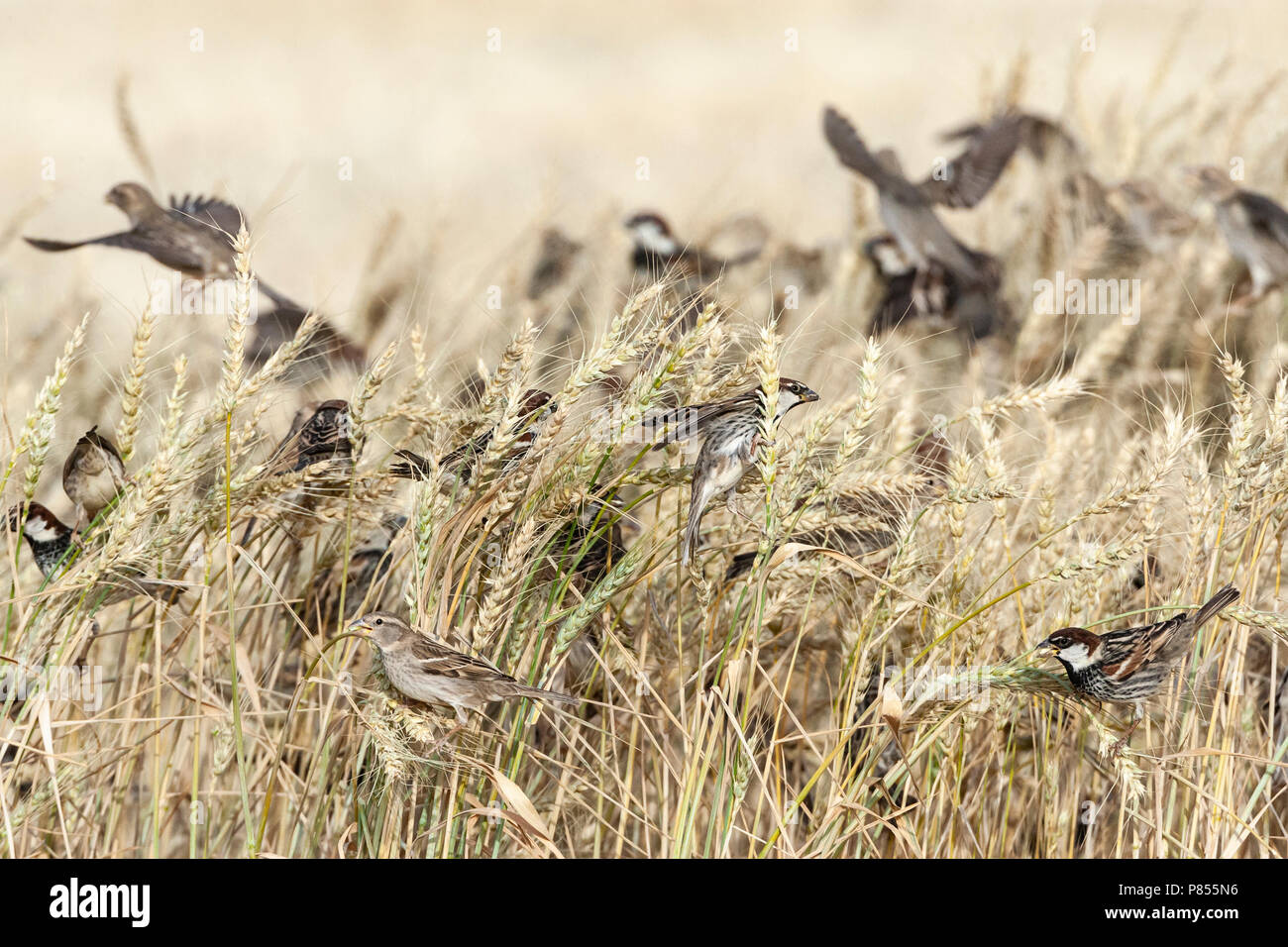 Volée de moineaux espagnols (Passer hispaniolensis) durant la migration de printemps dans le sud du Néguev, en Israël. Banque D'Images