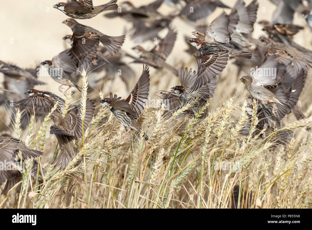 Volée de moineaux espagnols (Passer hispaniolensis) durant la migration de printemps dans le sud du Néguev, en Israël. Banque D'Images