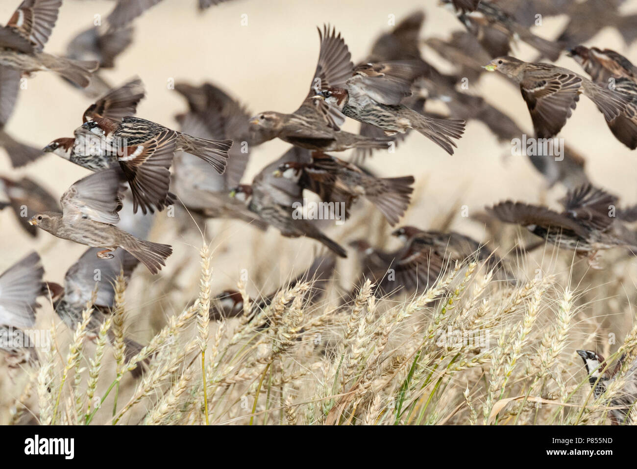 Volée de moineaux espagnols (Passer hispaniolensis) durant la migration de printemps dans le sud du Néguev, en Israël. Banque D'Images