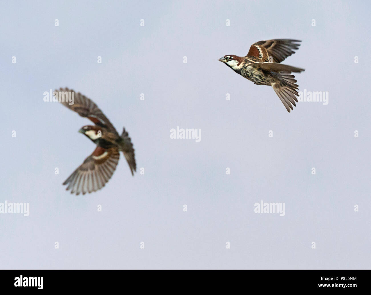 L'Espagnol des moineaux domestiques (Passer hispaniolensis) durant la migration de printemps dans le sud du Néguev, en Israël. Banque D'Images