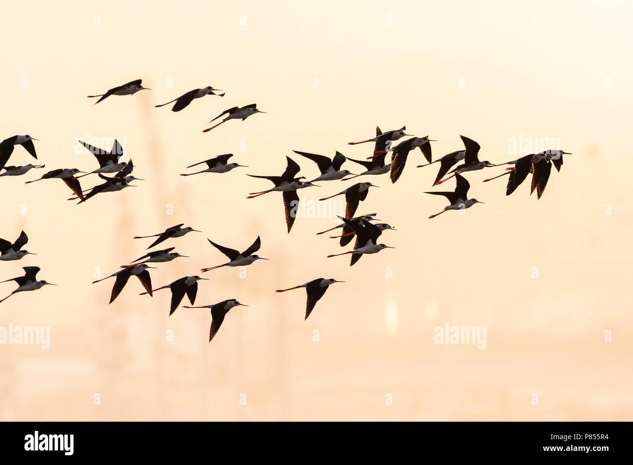 Troupeau de black-winged pilotis (Himantopus himantopus) durant la migration de printemps à North Beach, Eilat, Israël. Banque D'Images