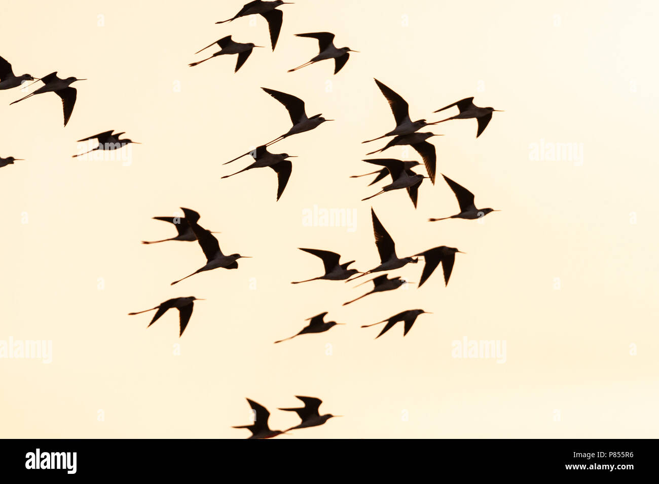 Troupeau de black-winged pilotis (Himantopus himantopus) durant la migration de printemps à North Beach, Eilat, Israël. Banque D'Images