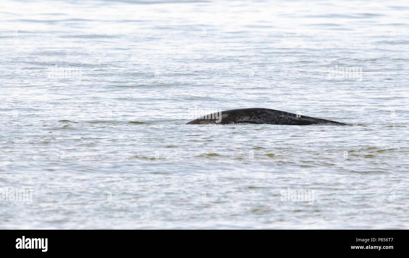 Baleine boréale le long de la côte de Middelkerke, Flandre occidentale, Belgique. Le 1er avril 2017. Banque D'Images