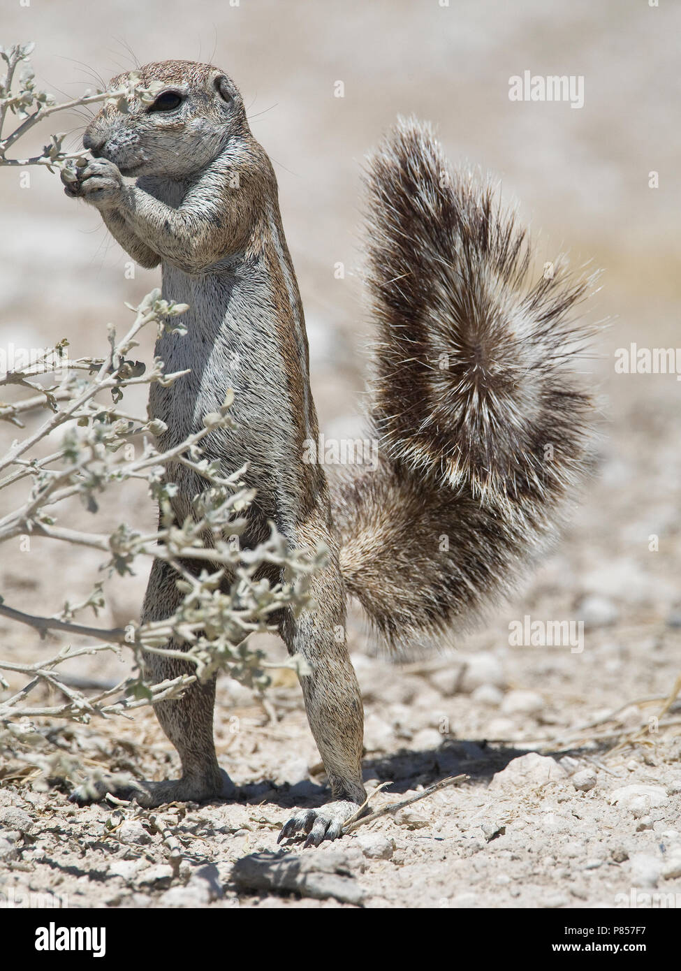 Mannetje foeragerend grondeekhoorn Kaapse Namibie, Cap Spermophile de nourriture des hommes en Namibie Banque D'Images