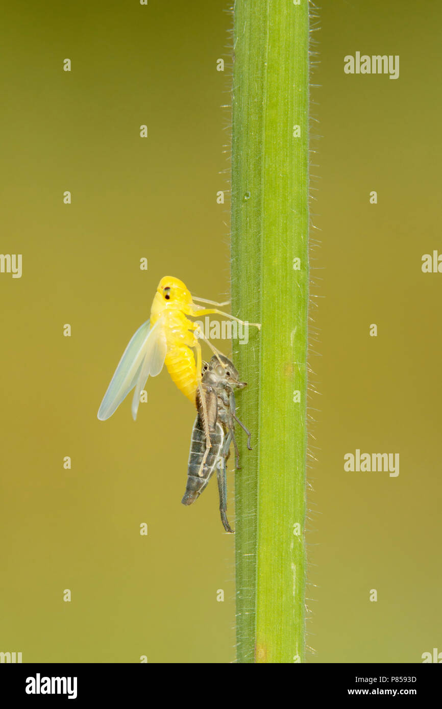 Uitsluipende Groene cicade ; sortir de la cicadelle verte ; Banque D'Images