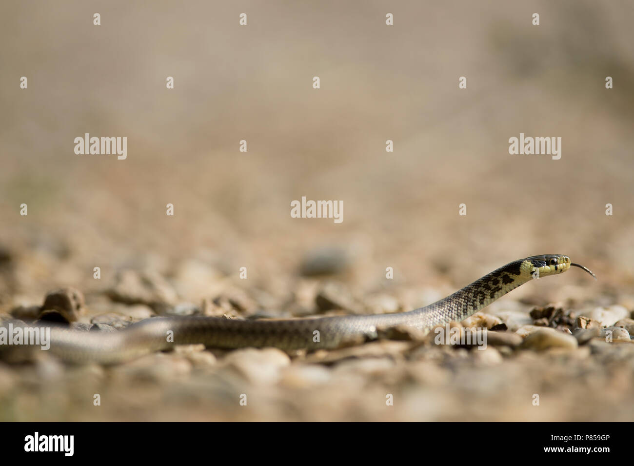 Voortbewegende Esculaapslang, Déménagement Aesculapian snake Banque D'Images