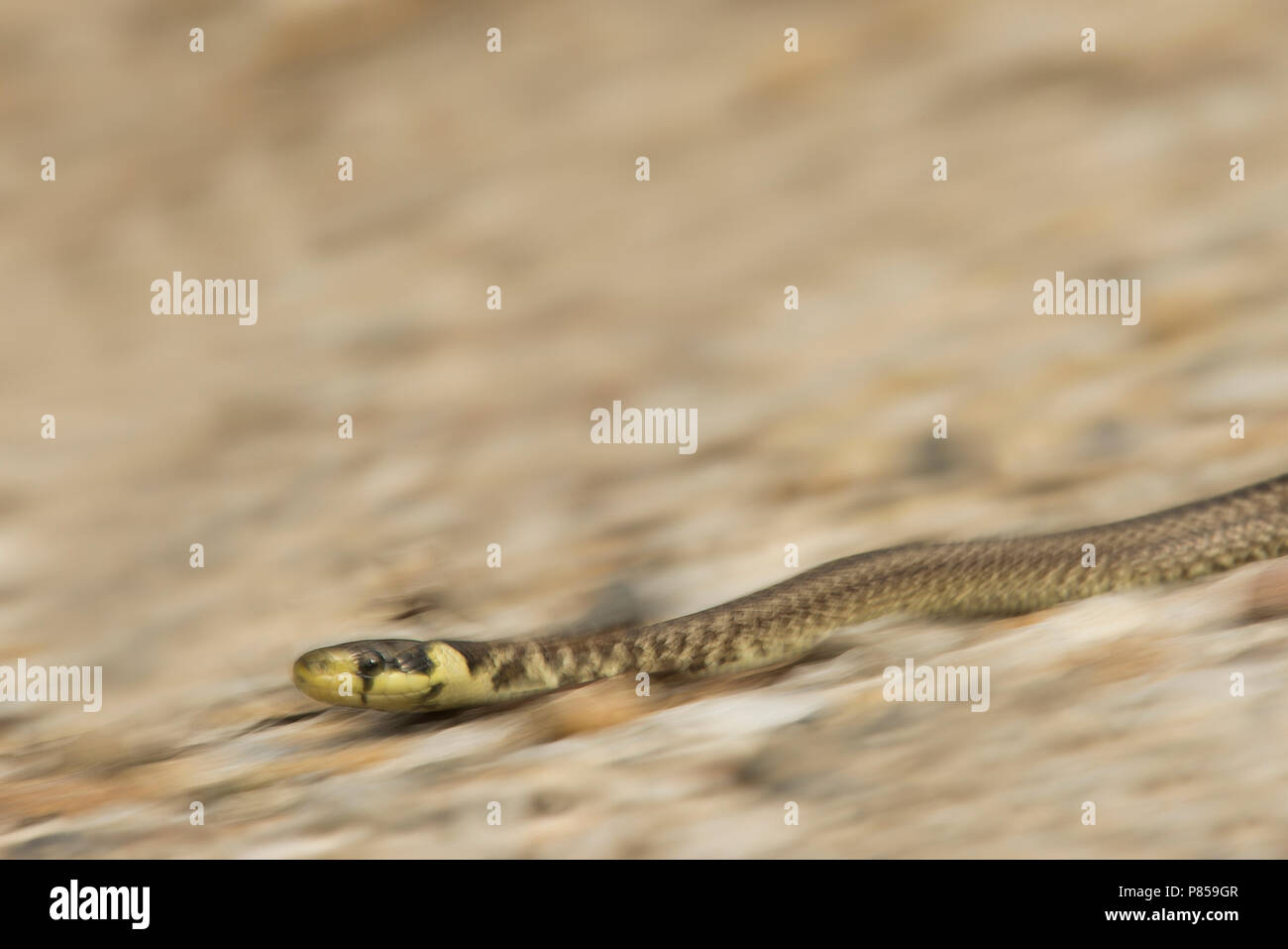 Voortbewegende Esculaapslang, Déménagement Aesculapian snake Banque D'Images