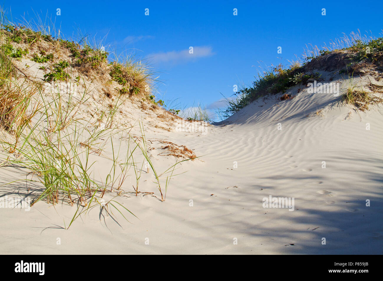 Dunes cultivé avec l'ammophile et de Dewberry sous un ciel bleu, des empreintes d'un animal, probablement un renard, dans le sable ondulée Banque D'Images