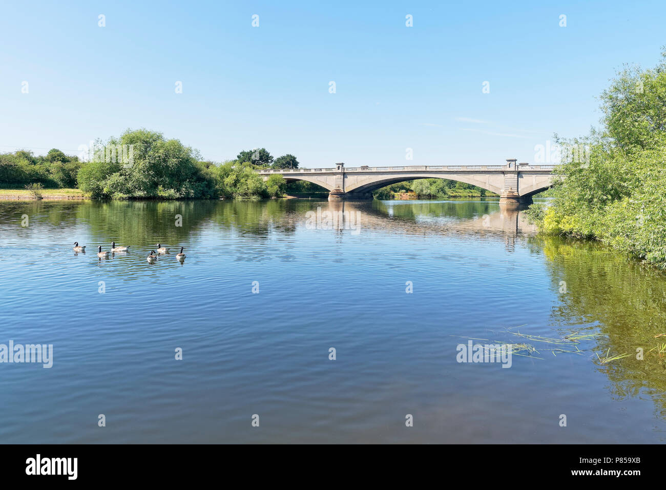 Les Bernaches du Canada vers le bas de la palette d'une rivière calme vers le Trent trois pont voûté Gunthorpe dans le Nottinghamshire. Banque D'Images