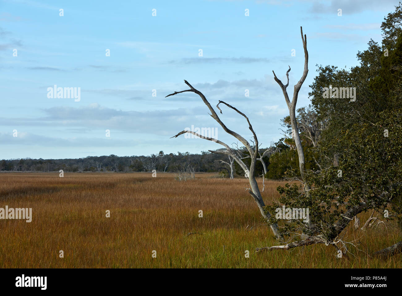 Les arbres morts sur les bords de marais le long du ruisseau Egans sur Amelia Island, Floride Banque D'Images