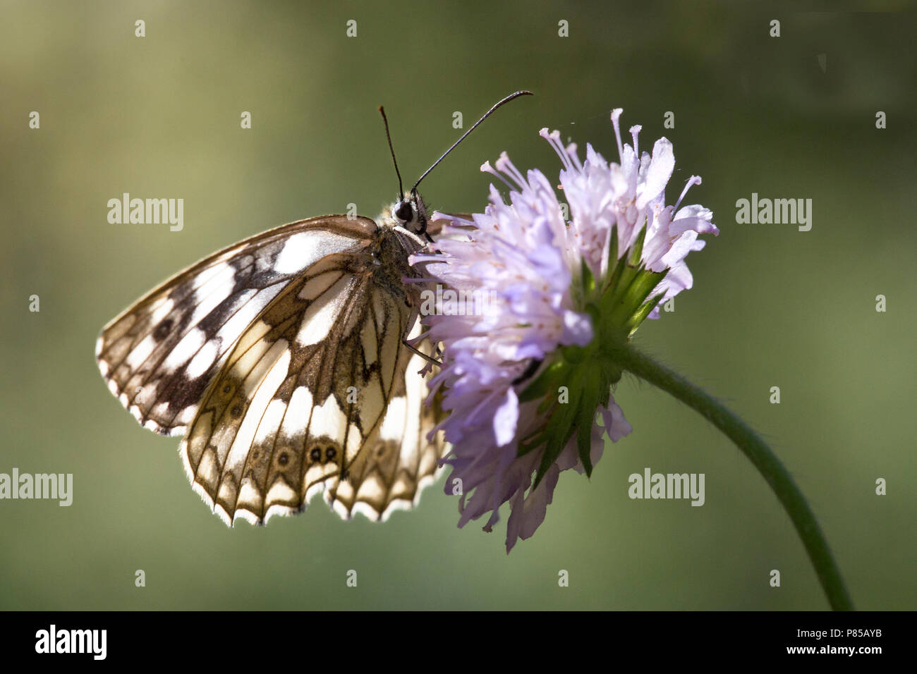 Dambordje, marbré de blanc, Melanargia galathea Banque D'Images
