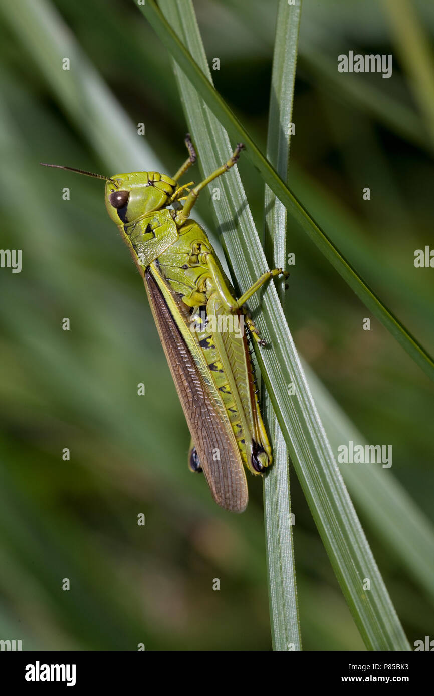 Moerassprinkhaan ; Grand le criquet Banque D'Images