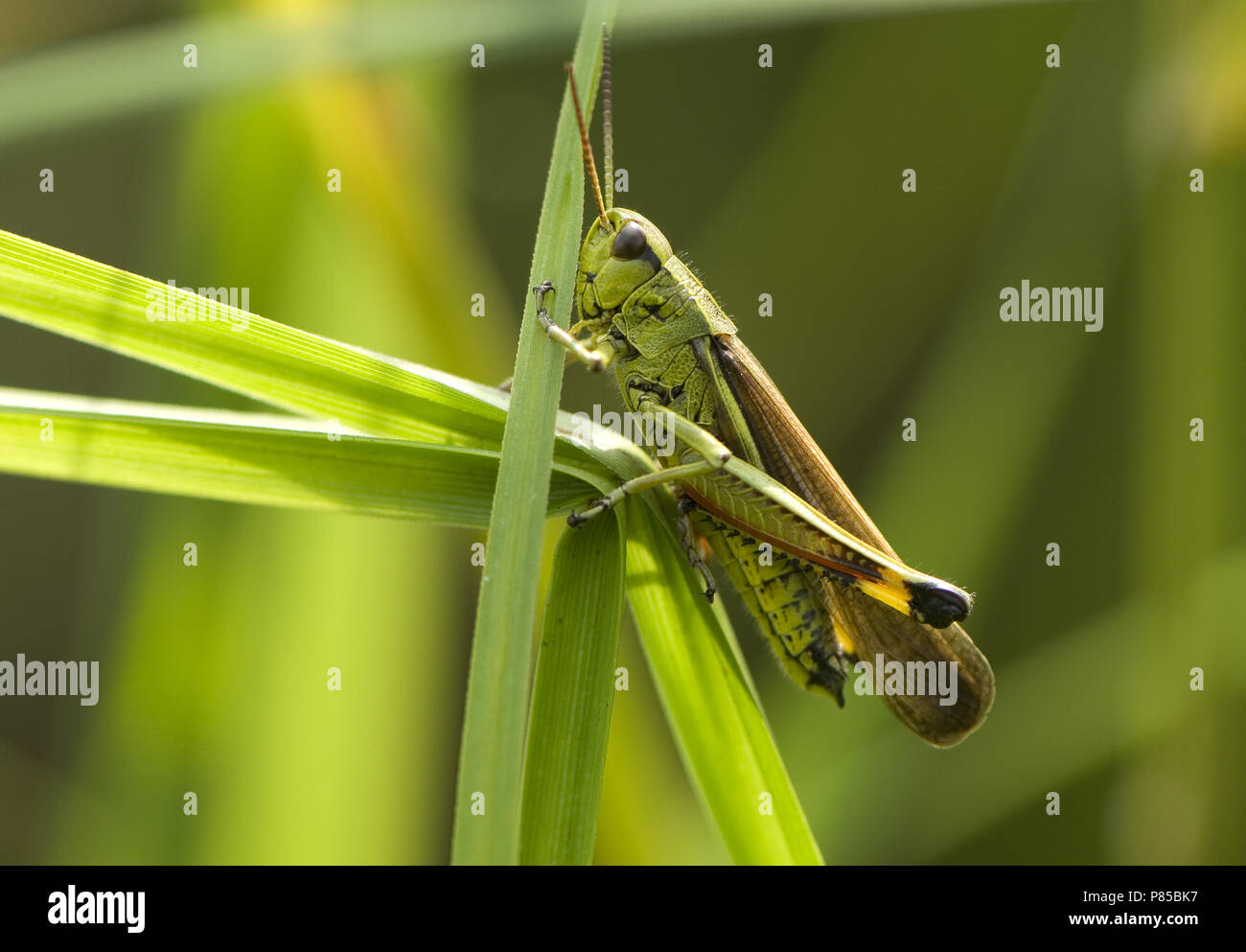 Le Criquet grande Pays-bas, Moerassprinkhaan Nederland Banque D'Images