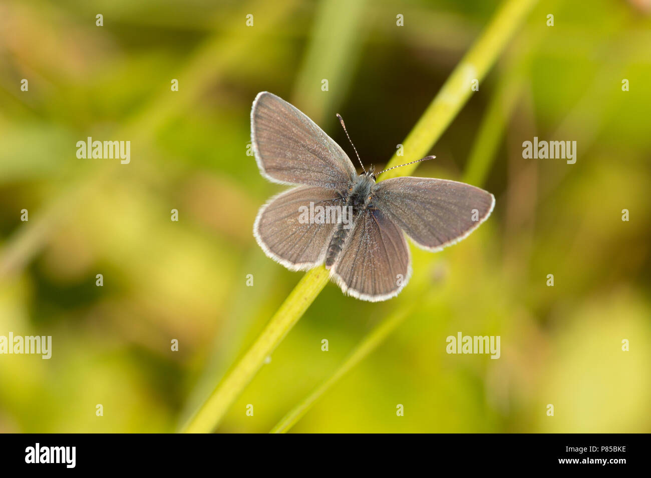 Un petit papillon bleu, Cupido minimus, réglé sur la végétation dans une zone calcaire près de Chalk grasslands pendant la canicule 2018 UK. Photo montre sma Banque D'Images