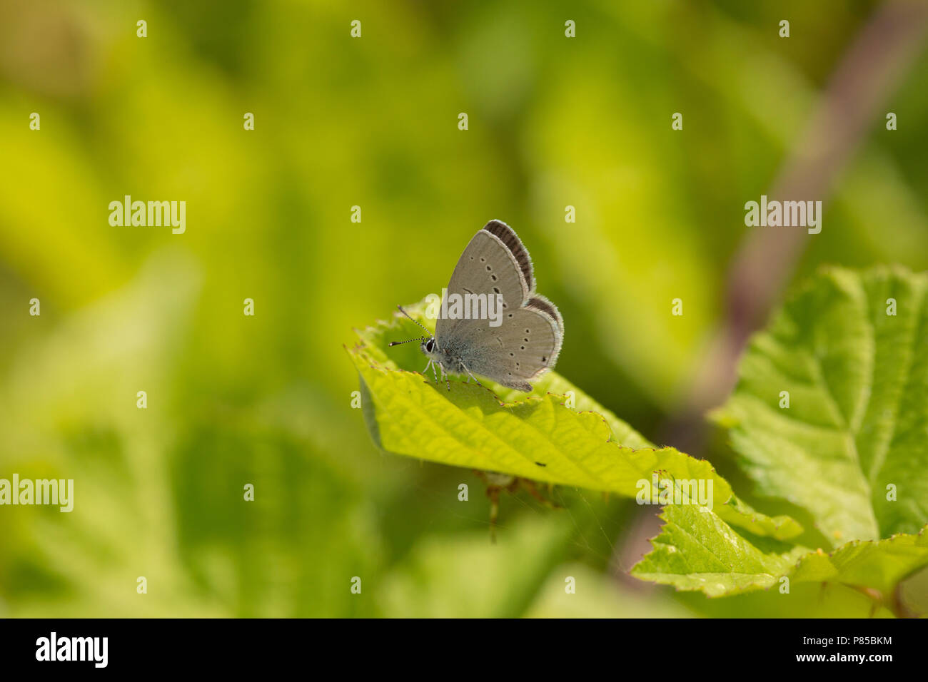 Un petit papillon bleu, Cupido minimus, réglé sur la végétation dans une zone calcaire près de Chalk grasslands pendant la canicule 2018 UK. Images Concerts e Banque D'Images