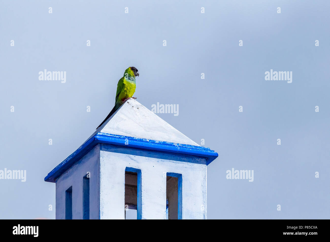 Perruche Nanday perché sur un toit à Ténérife. Janvier 2016. Banque D'Images