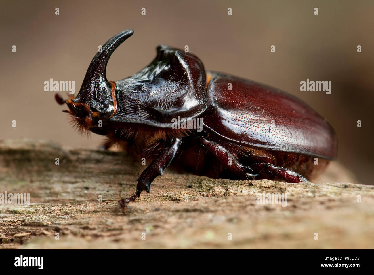 Neushoornkever boomstronk op ; European Rhinoceros Beetle sur trunc Banque D'Images