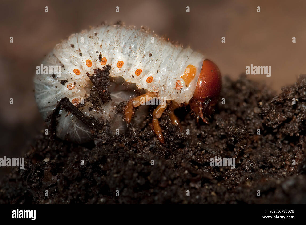 Neushoornkever ; European Rhinoceros Beetle Banque D'Images