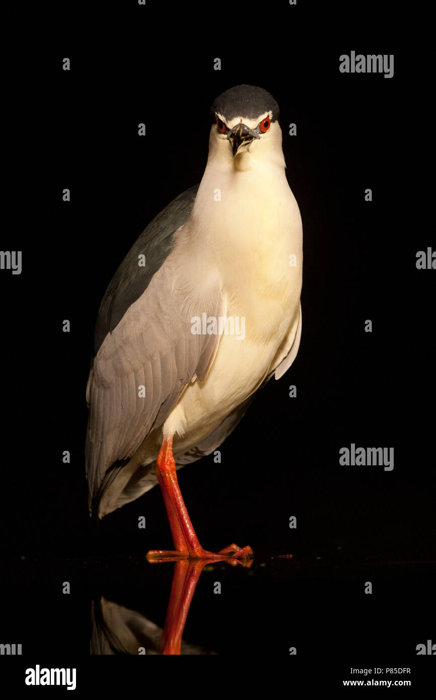 Kwak, bihoreau gris, Nycticorax nycticorax Banque D'Images