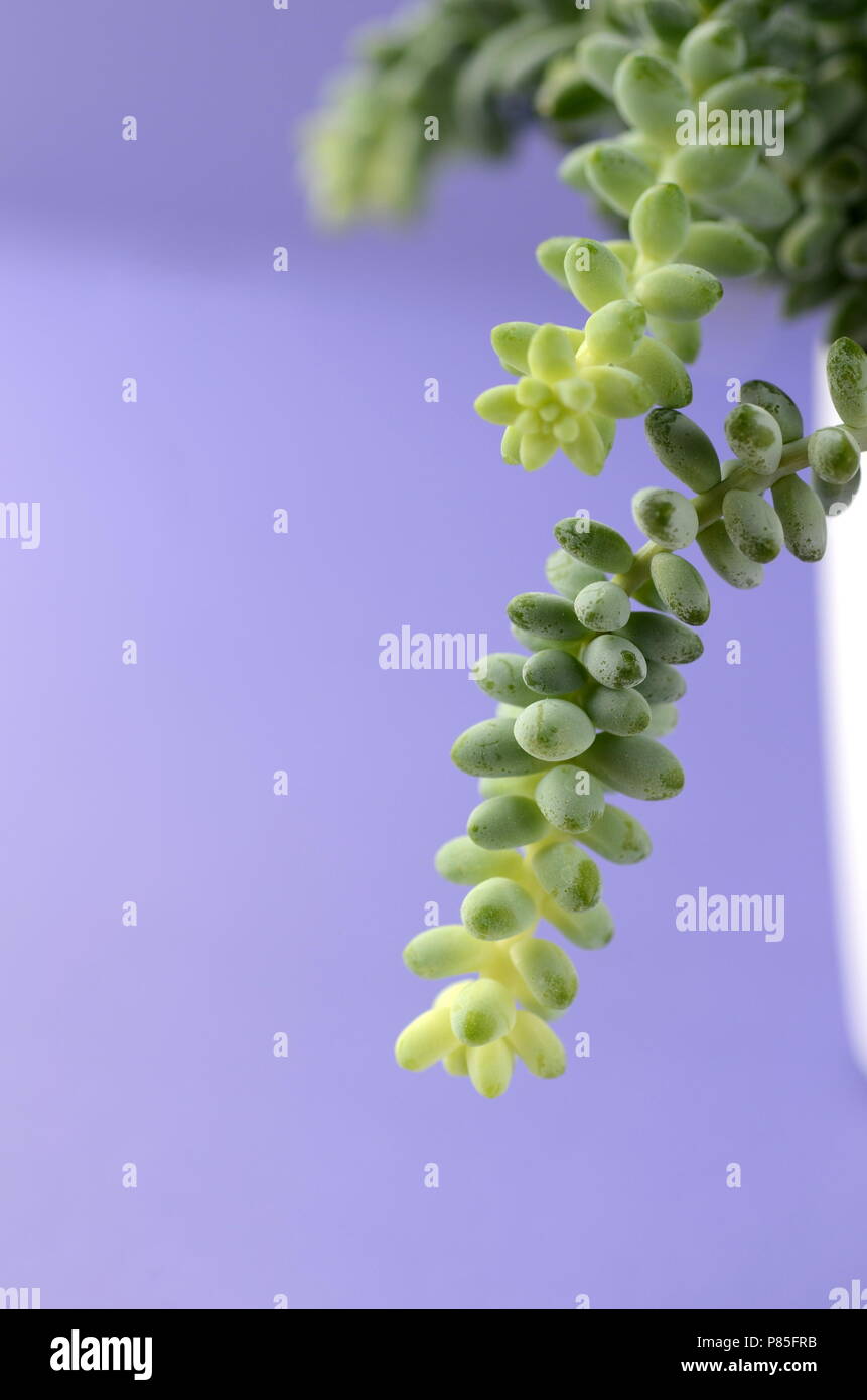 Cactus et succulentes dans un pot de fleurs blanches sur un solide fond de couleur lumineuse avec copie espace. Décor minimaliste moderne accueil. Banque D'Images