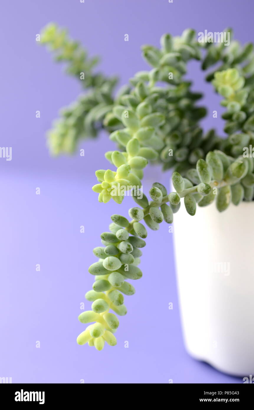 Cactus et succulentes dans un pot de fleurs blanches sur un solide fond de couleur lumineuse avec copie espace. Décor minimaliste moderne accueil. Banque D'Images