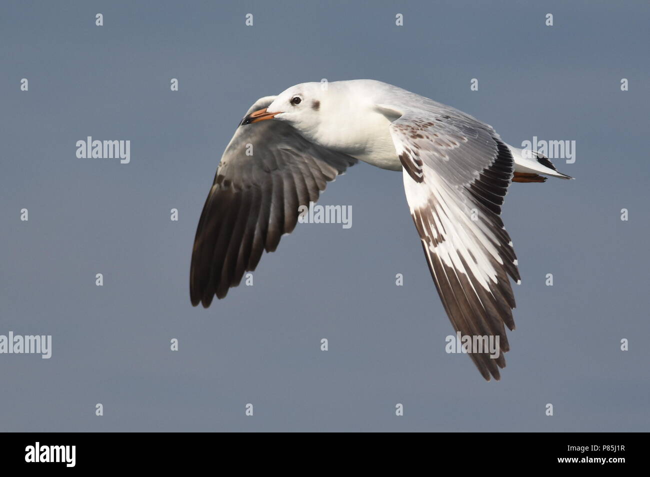 Mouette à tête brune immatures (Chroicocephalus brunnicephalus) en vol Banque D'Images