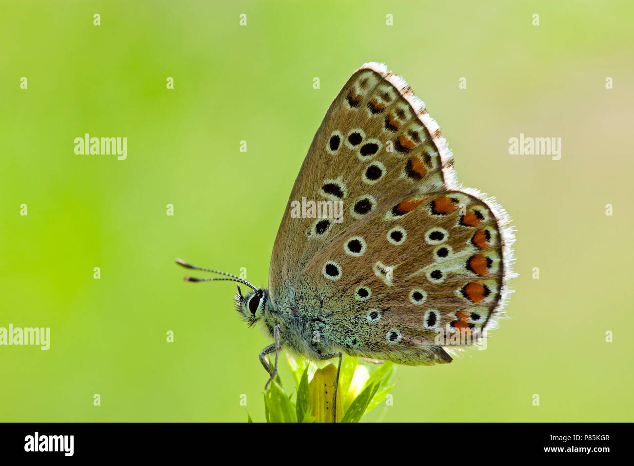 Adonisblauwtje / Adonis Polyommatus bellargus (bleu) Banque D'Images