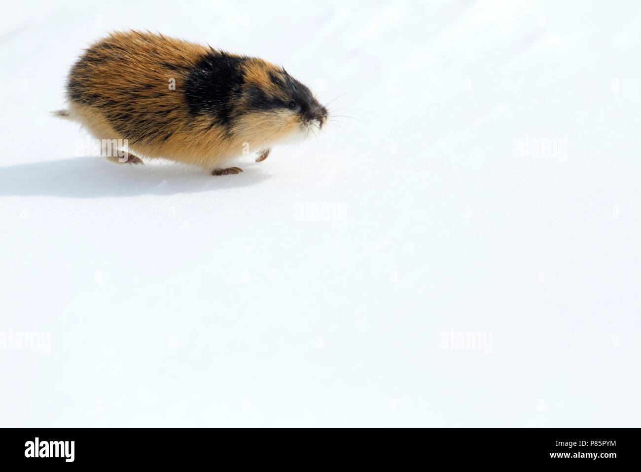 Dans Berglemming de en Norvège, le Lemming dans la neige Banque D'Images