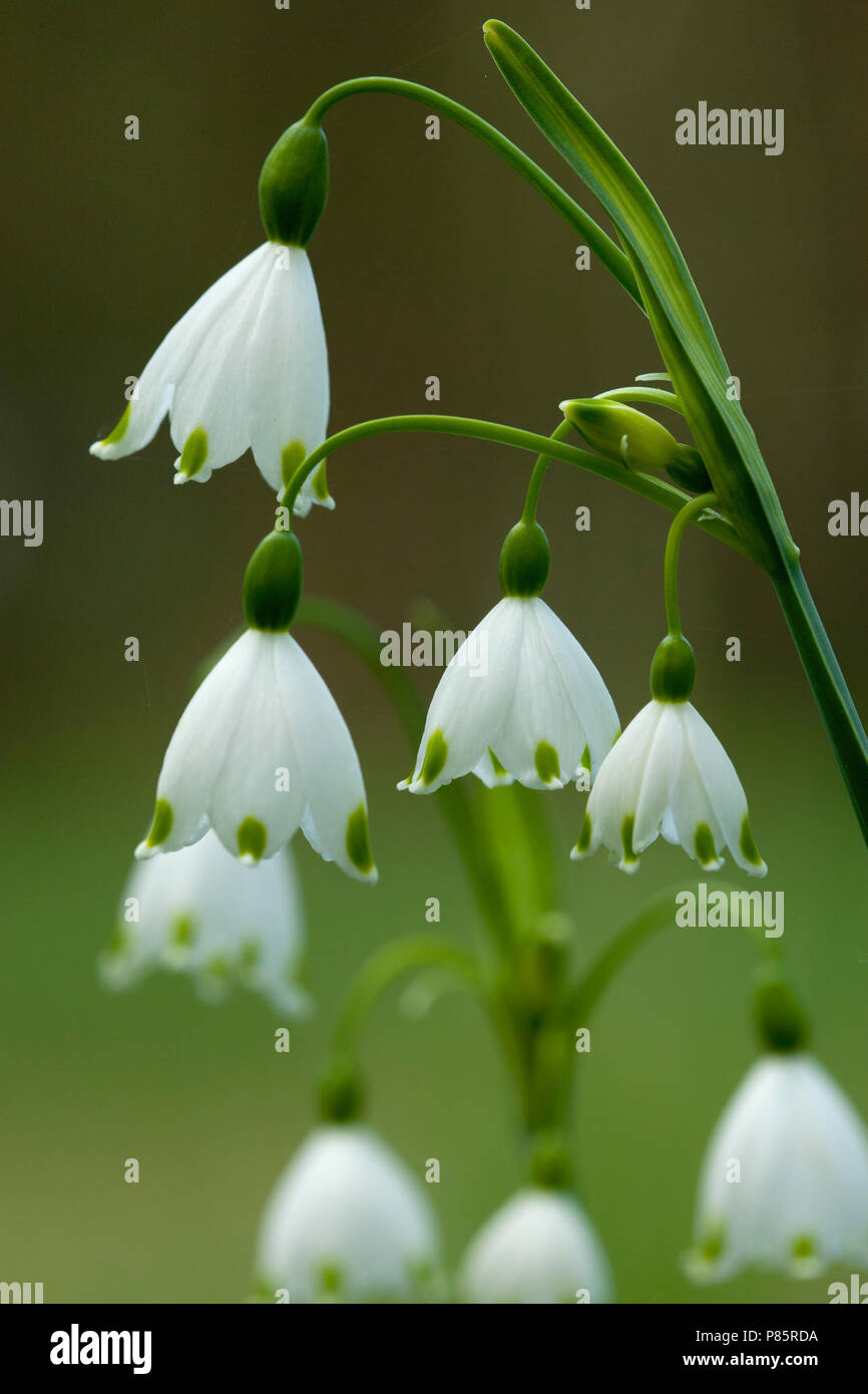 Libre de van bloemen van Zomerklokje, Close-up de l'été fleurs flocon Banque D'Images