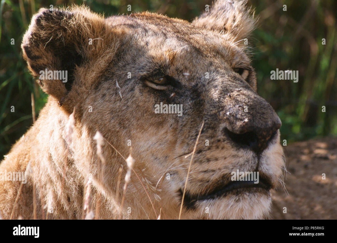 Glossaire sur l'Leeuw, African Lion, Panthera leo Banque D'Images