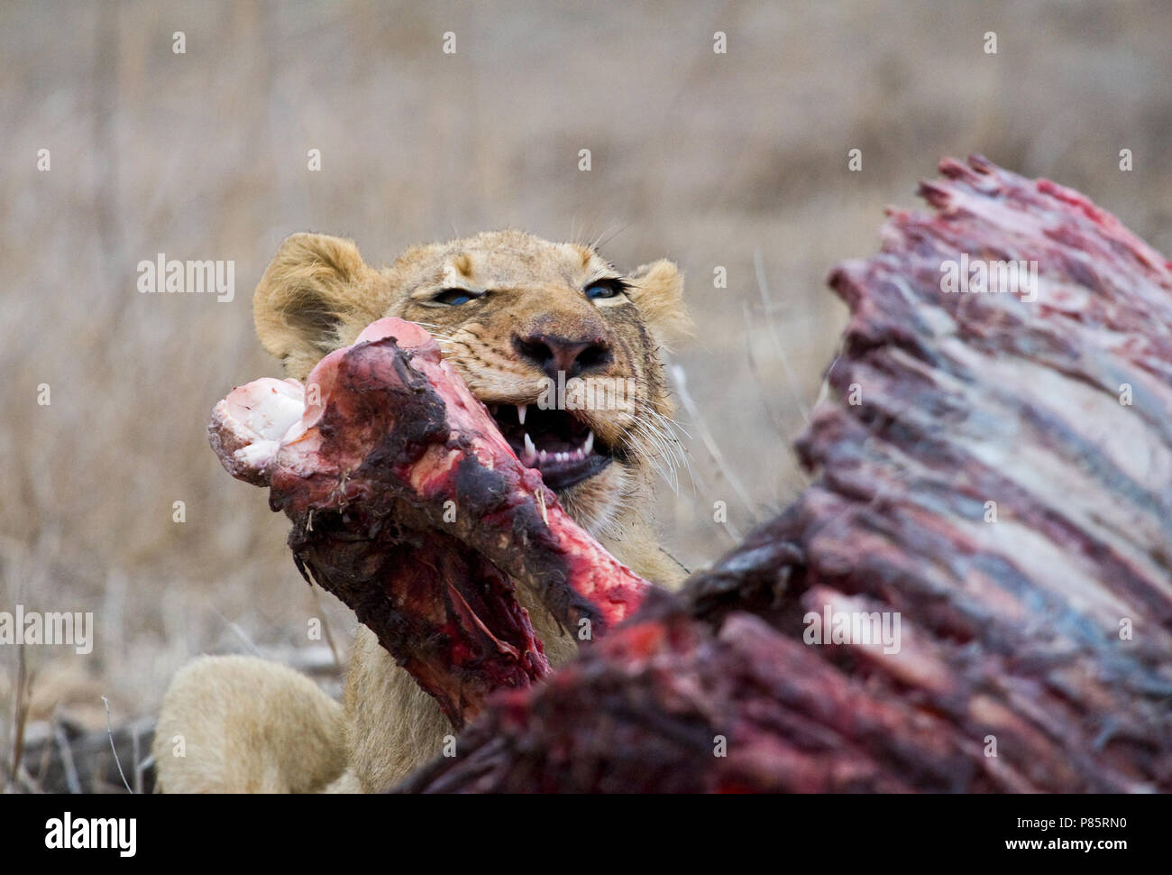 Glossaire sur l'Leeuw, African Lion, Panthera leo Banque D'Images
