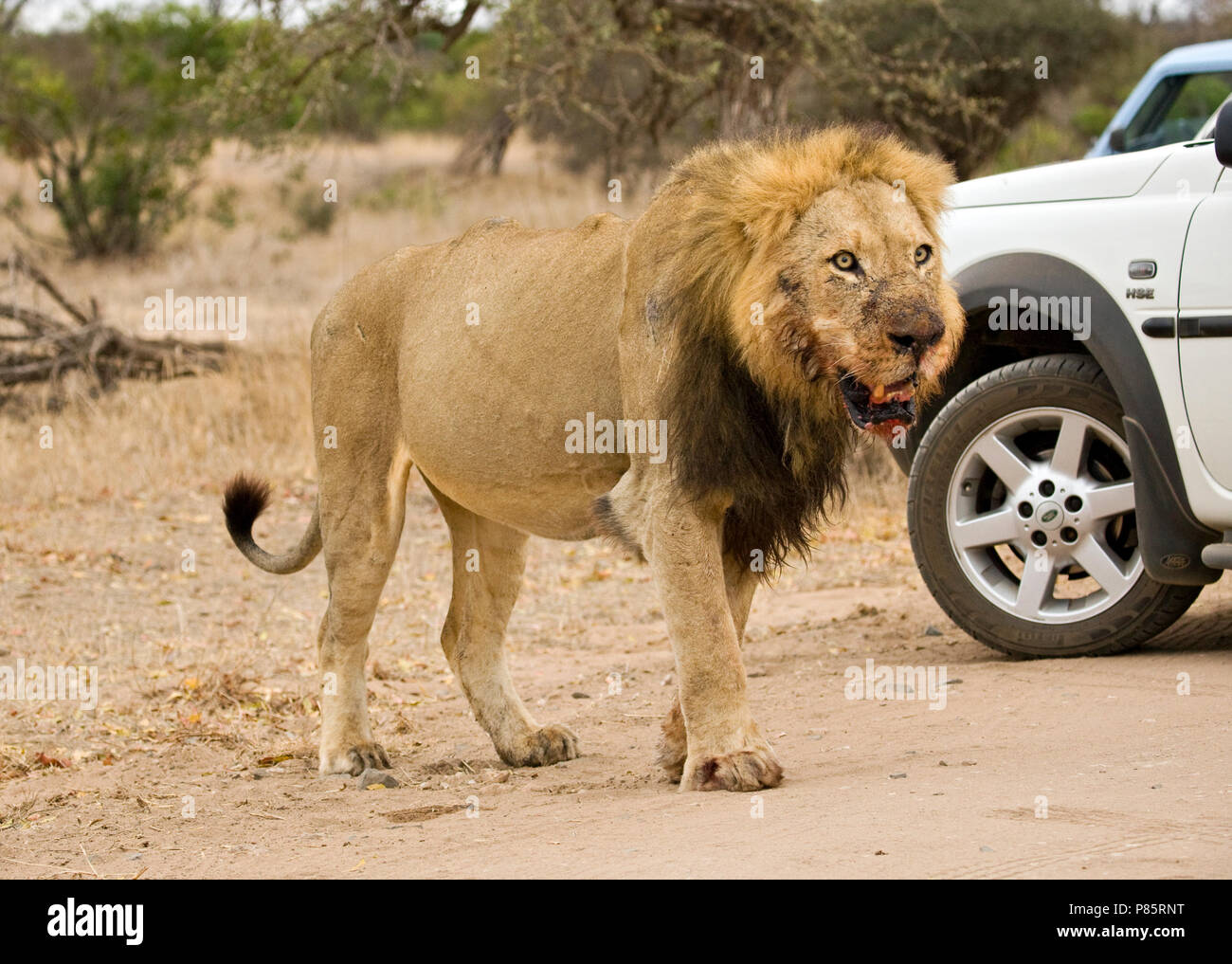 Mannetje Lexiques Leeuw ; homme African Lion, Panthera leo Banque D'Images