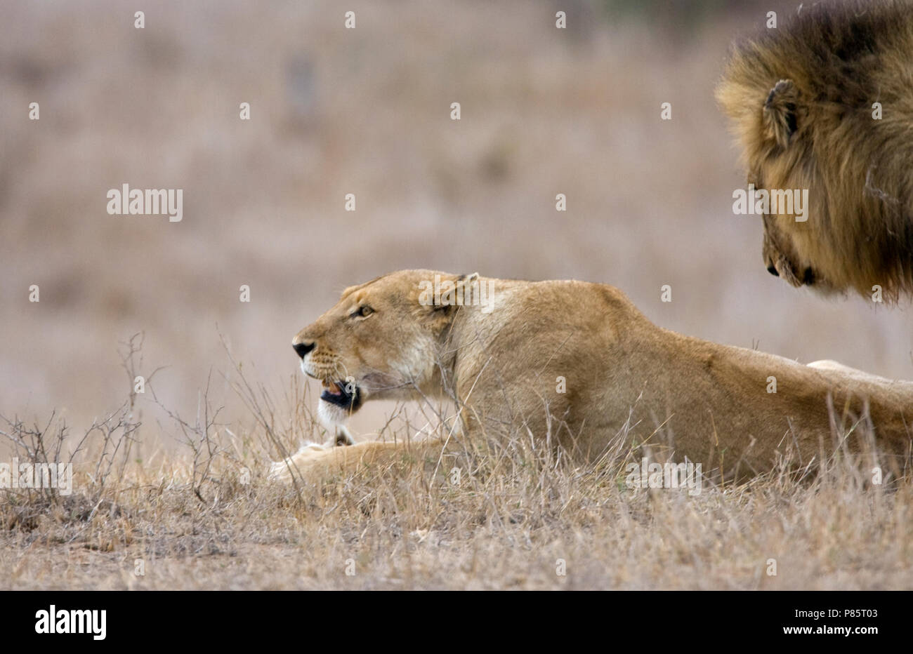 Glossaire sur l'Paartje Leeuwen ; Paire de l'African Lion Banque D'Images