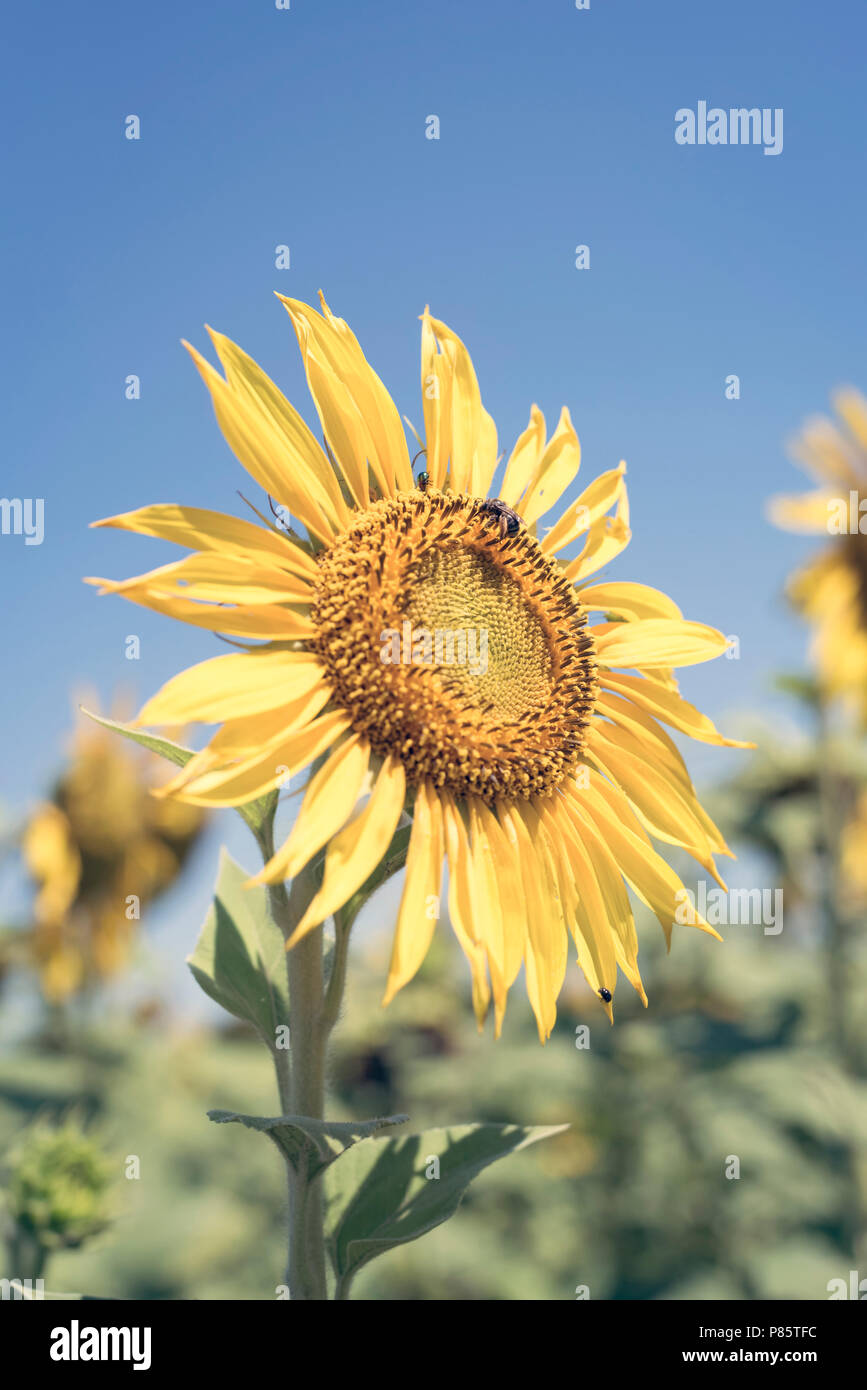 Gros plan de tournesol sur fond de ciel bleu. Belle fleur jaune en milieu rural paysage sur le terrain. Banque D'Images