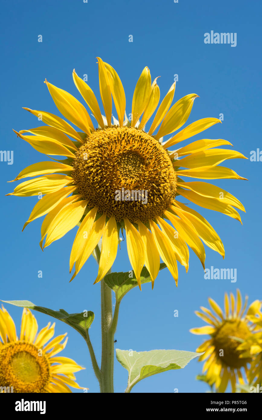 Gros plan de tournesol dans l'état ensoleillé de journée d'été. Fleur jaune sur fond de ciel bleu. Banque D'Images