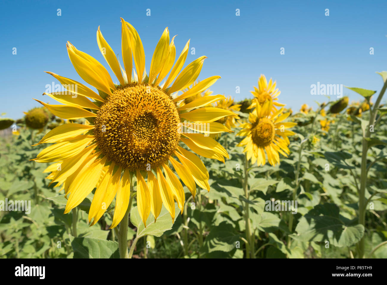 Tournesol belle close up en vert paysage rural. Champ de fleurs jaune avec fond de ciel bleu sur la journée ensoleillée. Banque D'Images