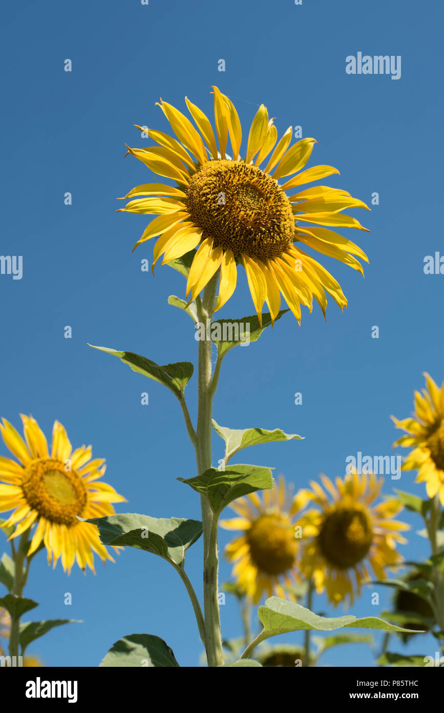 Gros plan de tournesol dans l'état ensoleillé de journée d'été. Fleur jaune sur fond de ciel bleu. Banque D'Images