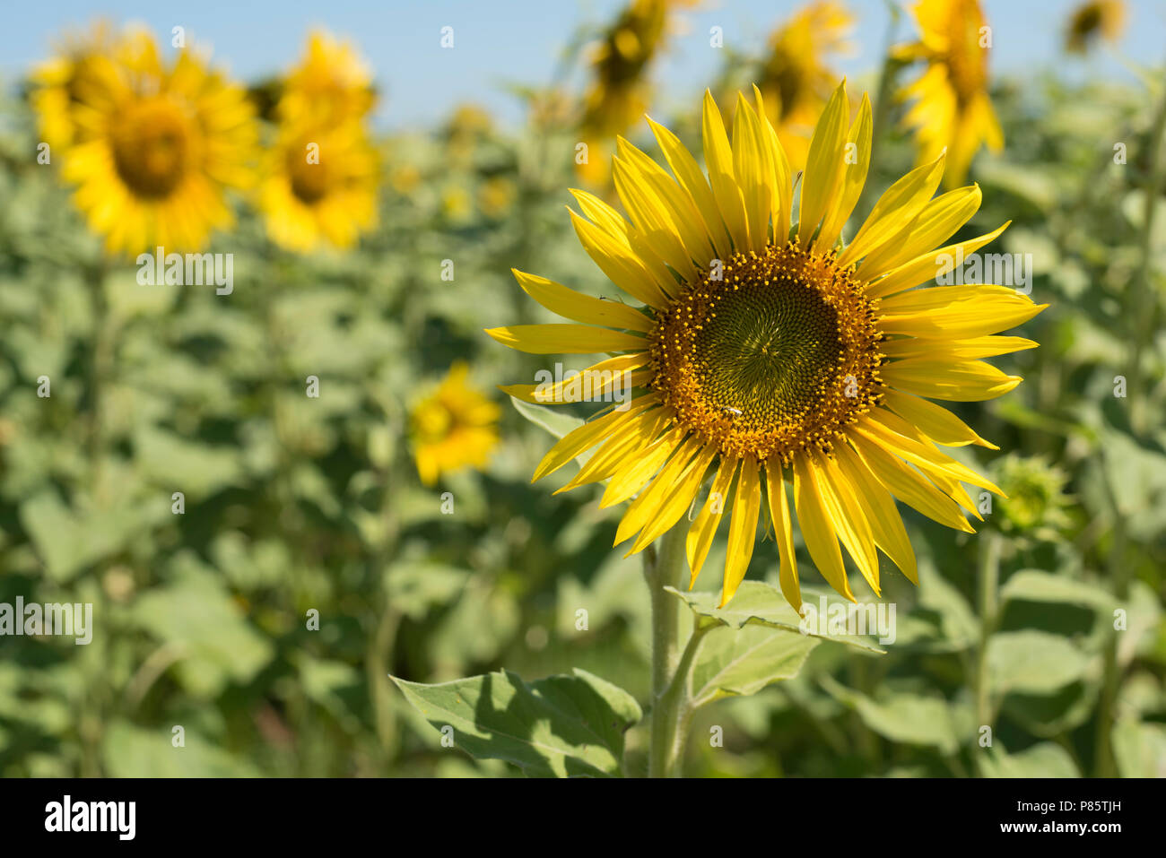 Tournesol belle close up en vert paysage rural. Champ de fleurs jaune avec fond de ciel bleu sur la journée ensoleillée. Banque D'Images
