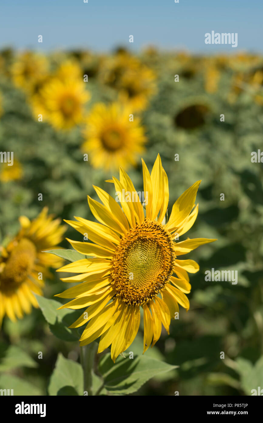 Gros plan de tournesol dans l'état ensoleillé de journée d'été. Fleur jaune sur fond vert paysage rural. Banque D'Images