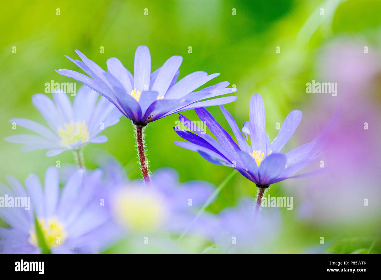 Close-up van Blauwe anemoon bloemen, Close-up de fleurs Windflower Apennine Banque D'Images