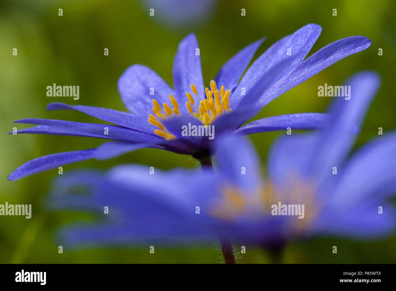 Close-up van Blauwe anemoon bloemen, Close-up de fleurs Windflower Apennine Banque D'Images